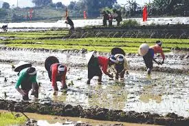 Agriculture durable